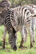 plain_zebra (6)